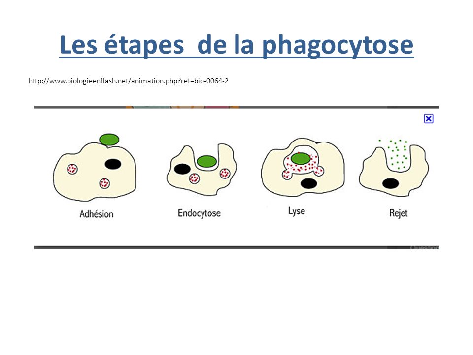 phagocytose etapes